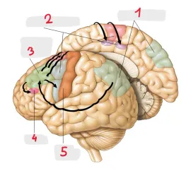 Biopsycho