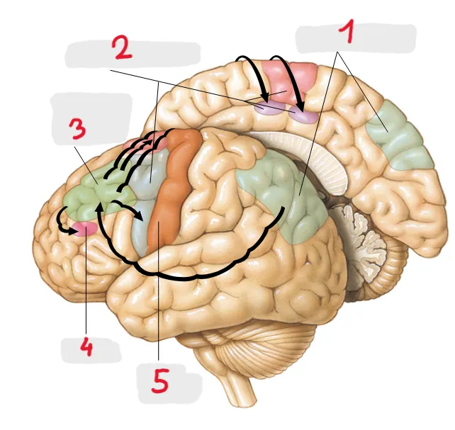 Biopsycho