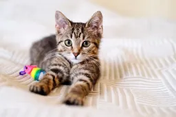 Kediler hakkında her şey 🐈‍⬛!