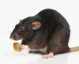 ratcatcher187