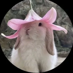 Divalingo