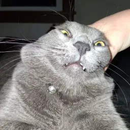 ImOnCaTNiP